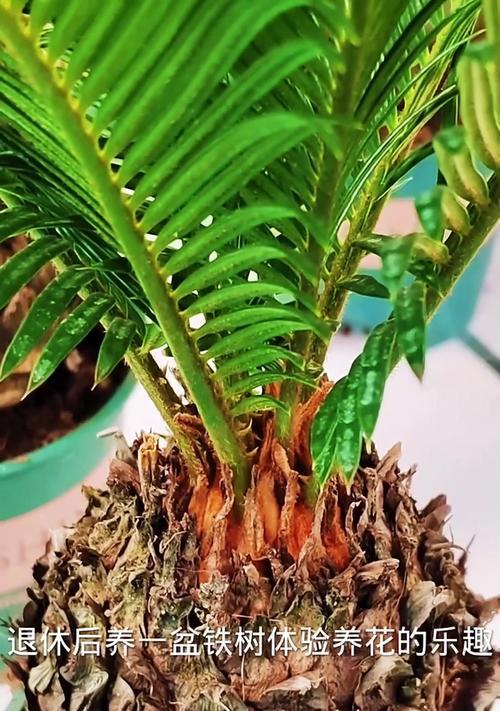 美铁芋属种植指南（如何成功种植美铁芋属？）