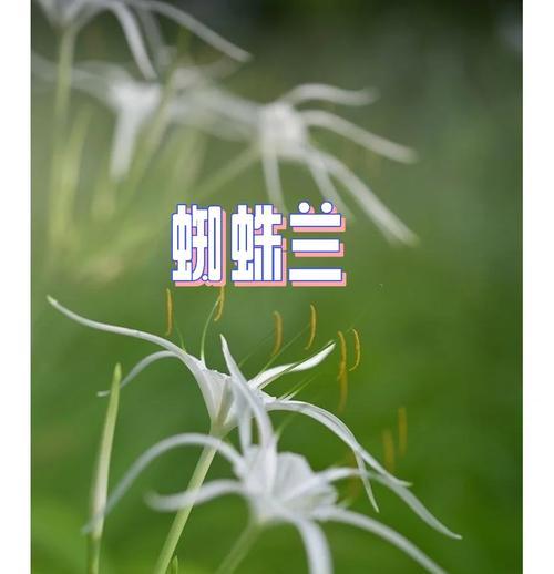 蜘蛛兰开花后的护理指南（学会正确照料蜘蛛兰，让它绽放更长久）