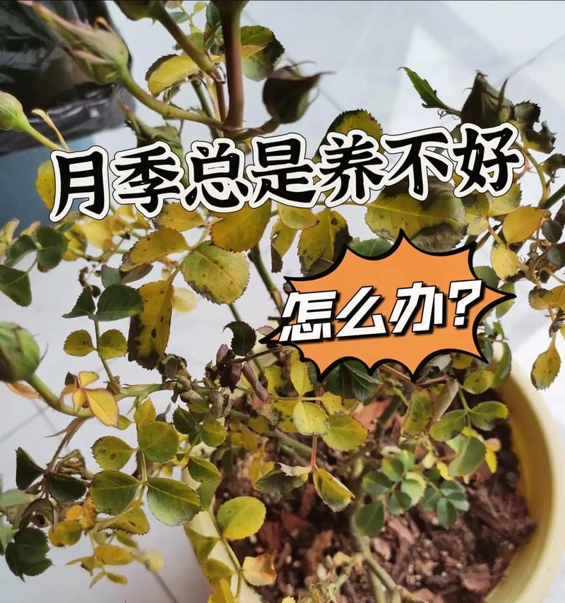 月季缺水后黄叶的处理方法（让你的月季恢复生机的关键技巧）