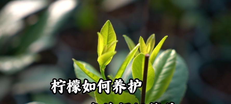 冬季柠檬养护全攻略（怎样保证柠檬的健康生长）