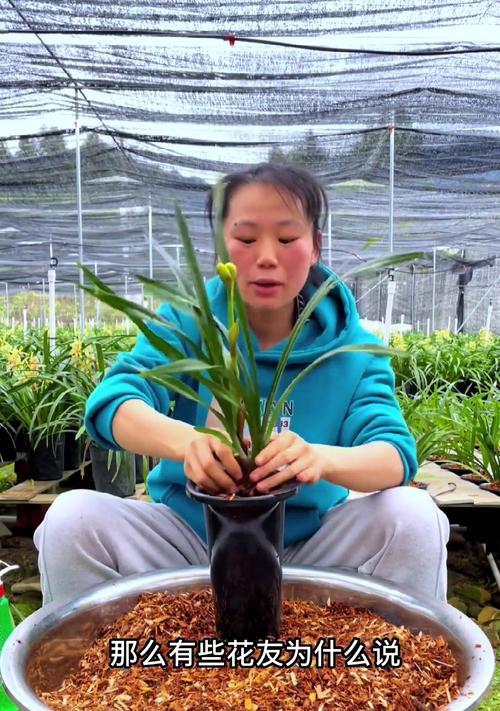 球兰换盆时间及方法（植物健康成长需要注意的细节）