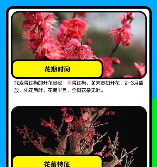 红梅叶子蔫了怎么办？（教你抢救红梅，让它重焕生机！）