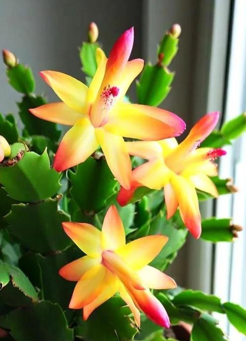 揭秘蟹爪兰花芽的颜色秘密（探寻蟹爪兰花芽颜色变化的奥秘）