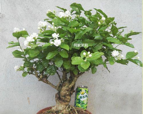 茉莉花老桩枯枝修剪指南（轻松掌握修剪技巧，让茉莉花焕发新生）