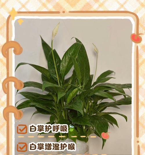 白掌的叶子为何会变黑（探究白掌叶子变黑的原因和解决办法）