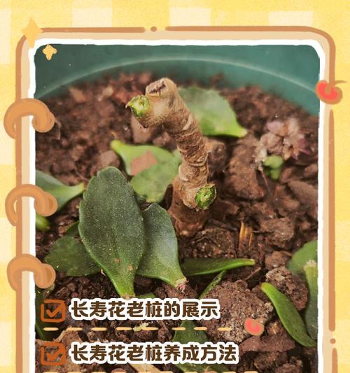 长寿花花骨朵的制作方法（打造独特花骨朵赋予长寿花新生命）
