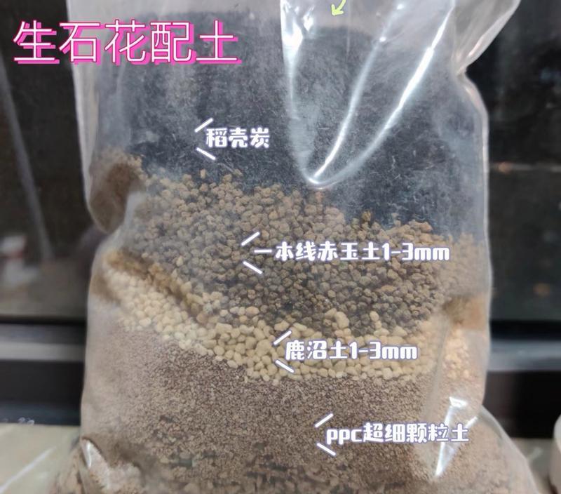生石花长徒了怎么办？（探索生石花生长的原因和处理方法）