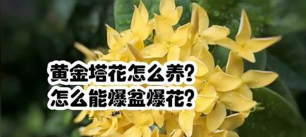 黄金宝塔花的冬季养护秘籍（让你的黄金宝塔花在寒冷的冬季依旧绽放光彩）