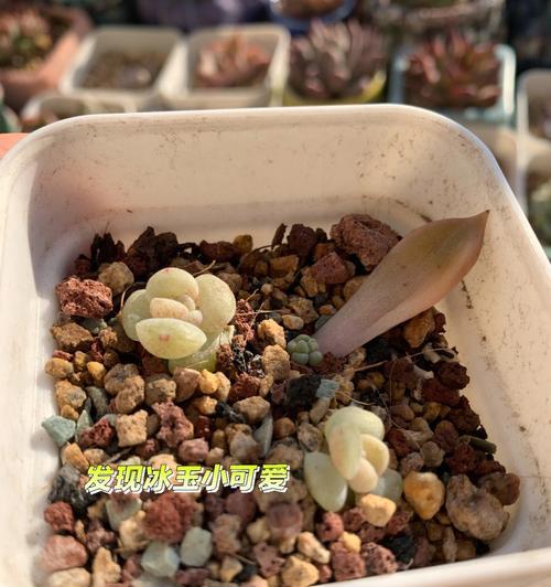 以玉吊钟叶插小苗的繁殖方法与技巧（玉吊钟叶插小苗，助你轻松繁衍绿意盎然）