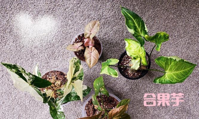 合果芋冻的制作方法及常见问题解答