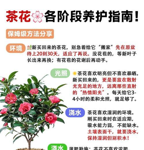 茶花白粉病的治疗方法（综合防治茶花白粉病的关键措施）