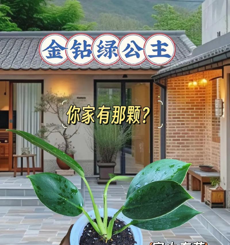 金钻花的种植技巧与养护方法（打造绚丽花海，尽享花卉盛宴）