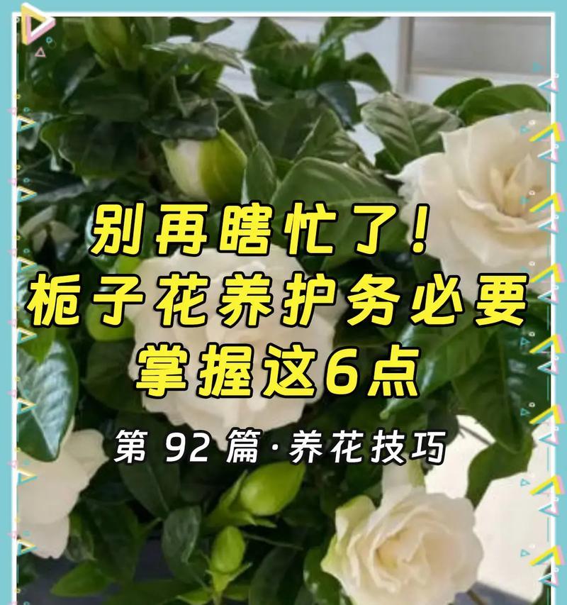 解决栀子花只长枝条的方法（让栀子花多长花朵的小技巧）