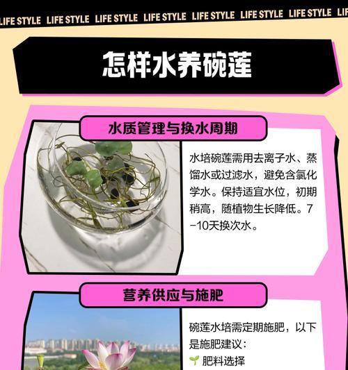 家庭养护碗莲的全指南（了解如何在家中正确养护碗莲，让它绽放绚丽之美）