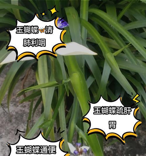 多肉玉蝶的冬季养护攻略（冬天多肉玉蝶养护要点及注意事项）