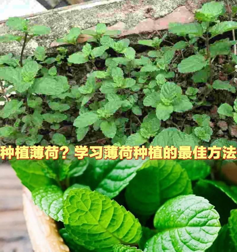薄荷播种的步骤与技巧（如何成功播种薄荷——从选择品种到养护要点）