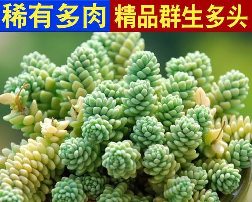 以青美人多肉的养护技巧（打造完美的多肉植物天堂，让你的青美人茁壮成长）