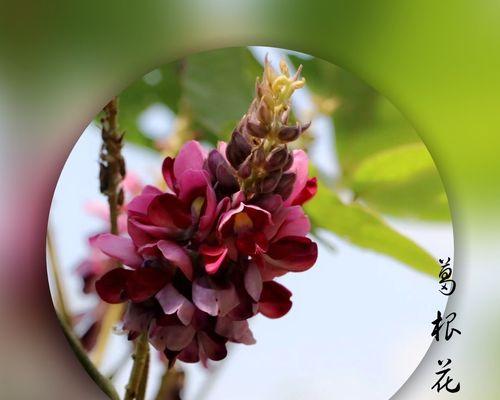葛根开花的特点和意义（了解葛根开花的过程和特征，体会葛根的自然美）
