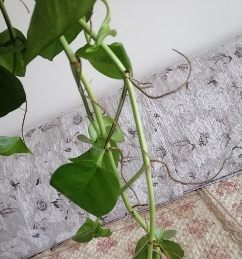 绿箩根腐烂的原因与处理方法（探究绿箩根腐烂的成因及有效治理措施）