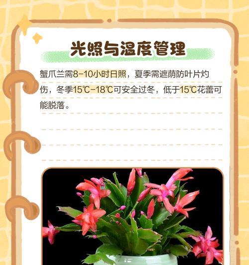 冬天怎样养护蟹爪兰？（冬季蟹爪兰养护）