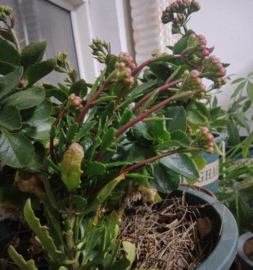 以花枝子怎么栽容易成活（掌握关键步骤，让花枝子成活率大增）