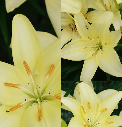 探秘百合花药的采摘之道（揭开百合花药的神秘面纱，学会正确采摘）