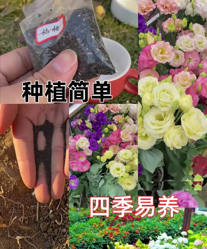 花草浇水指南（养花必备技巧，从浇水开始）