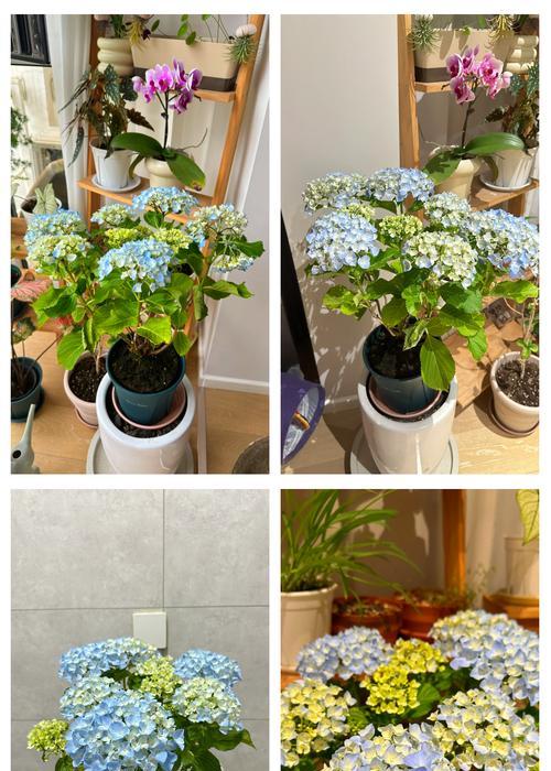 鲜花绣球枯萎后的护理与恢复方法（怎样使枯萎的鲜花绣球重新焕发生机）