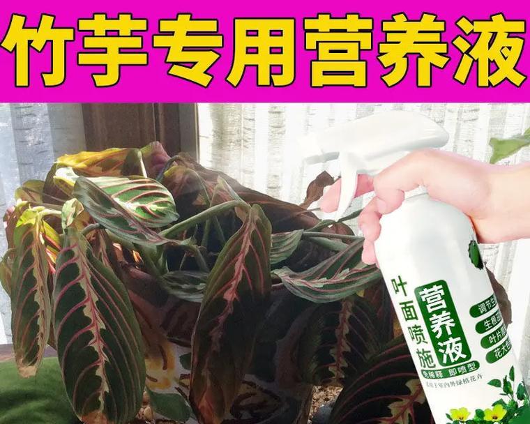 怎样处理竹芋郊野黄叶问题（郊野黄叶问题解决方案与注意事项）