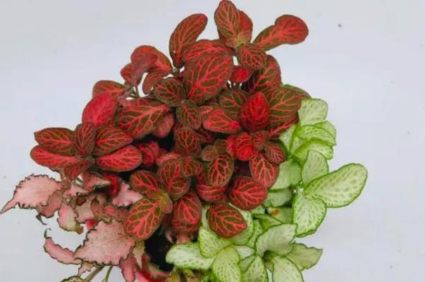 家庭观叶植物养护全攻略（打造绿色家居，从观叶植物开始）