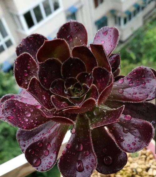 以铭月多肉（掌握关键技巧，打造多头花园）
