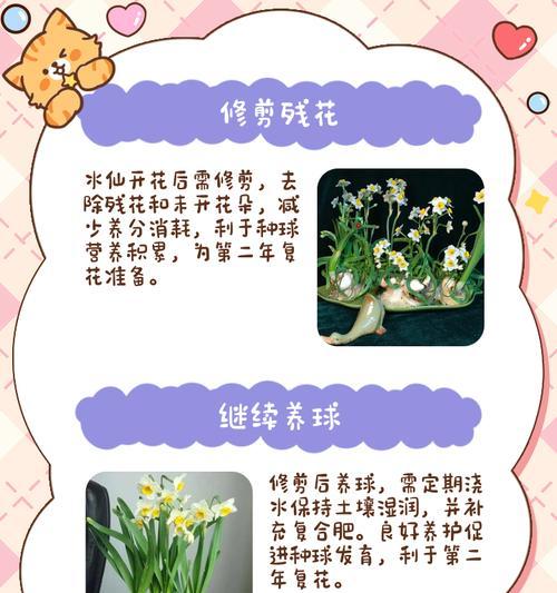 水仙花修剪（掌握关键技巧，让水仙花焕发更美丽的生机）