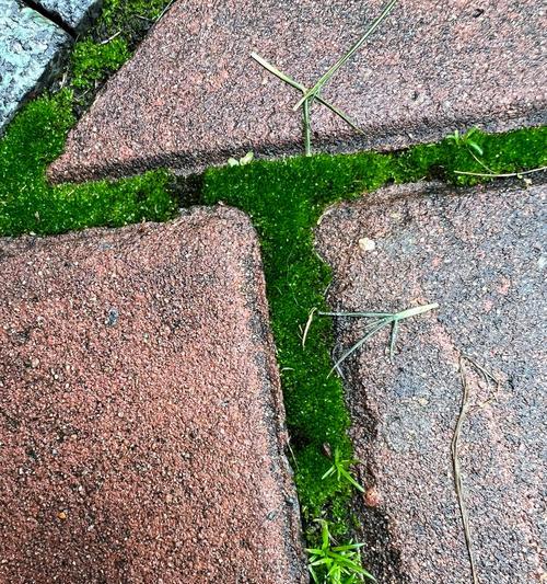 野外苔藓如何处理？（将野外苔藓带回家的正确方法及处理技巧）