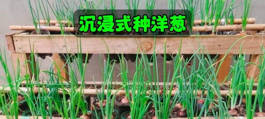 洋葱的种植方法详解（从种子到收获，一步步教你种洋葱！）