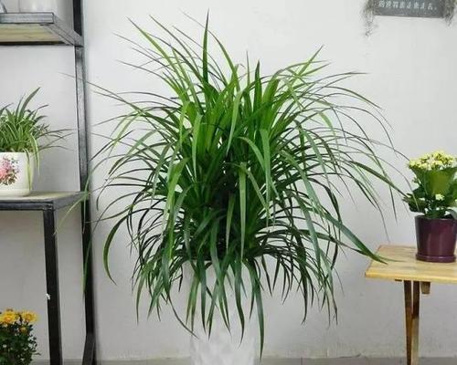 客厅的招财好运秘籍：让这些植物和你一起富贵显贵！