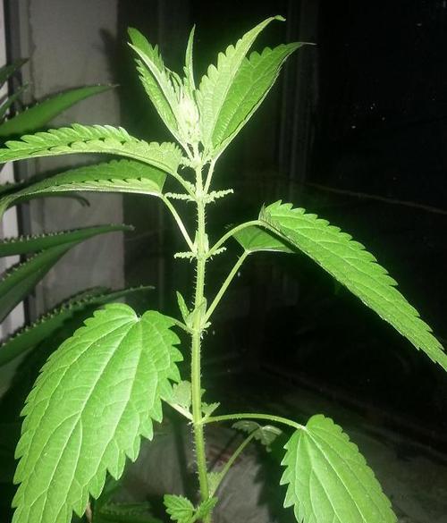 蝎子草养护指南（打造健康繁茂的蝎子草家族）