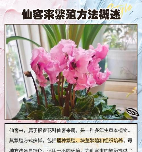 仙鹤莱花的养殖技巧（打造美丽花园的秘密武器——仙鹤莱花养殖全攻略）