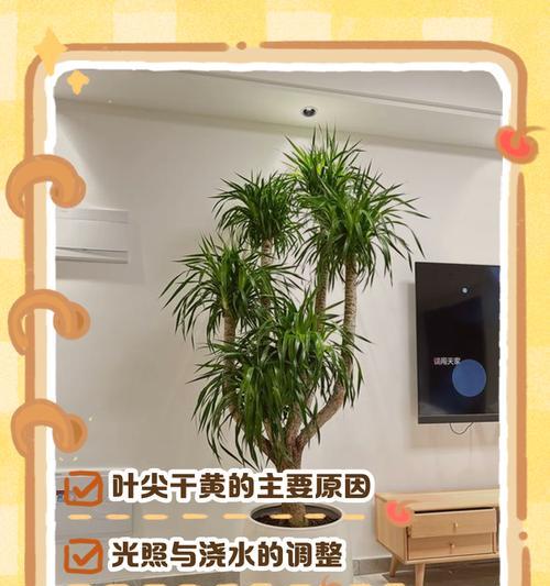 龙血树黄斑点的处理方法（保护龙血树健康，消除黄斑疾病）