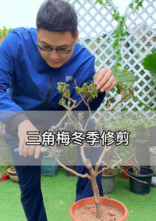 秋季腊梅修剪指南（打造健康秀丽的腊梅花——修剪技巧大揭秘）