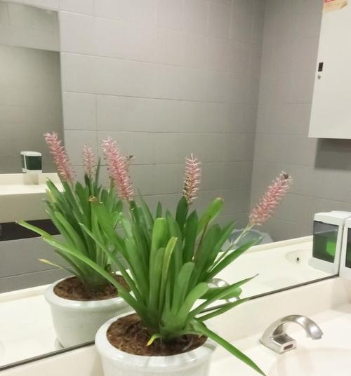 龙舌兰盆栽的养殖指南（了解龙舌兰盆栽的关键养殖要点）