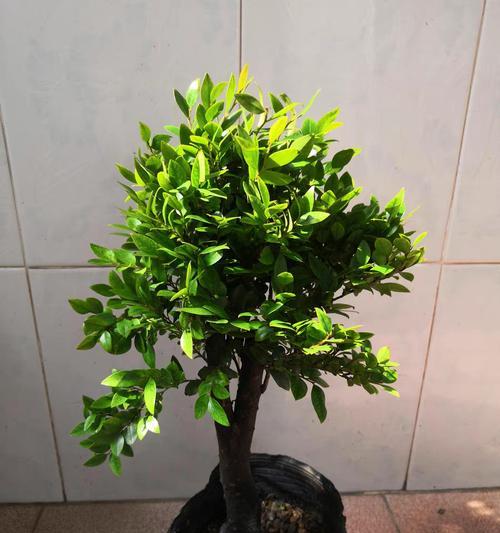如何正确养护黑骨茶花