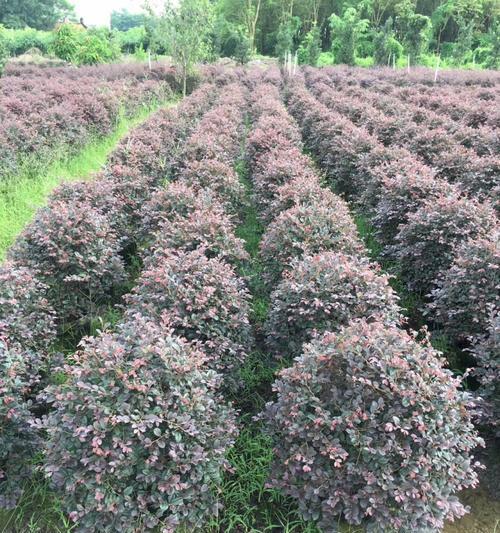 以红继木的种植技术与要点（探究以红继木的适宜种植条件及栽培方法）