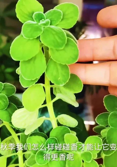 以一抹香——养护知识与技巧（呵护你的花草，尽在这一抹香的养护之道）