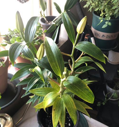 养护百合花的秘诀（打造健康盆栽百合花的五大关键步骤）