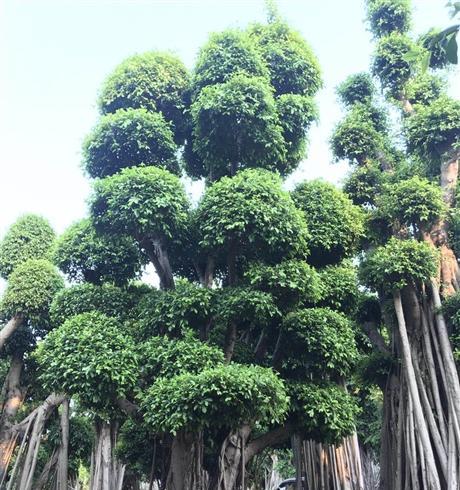 如何养护容树（从选址到修剪，一篇详细指南教你如何照顾你的容树）