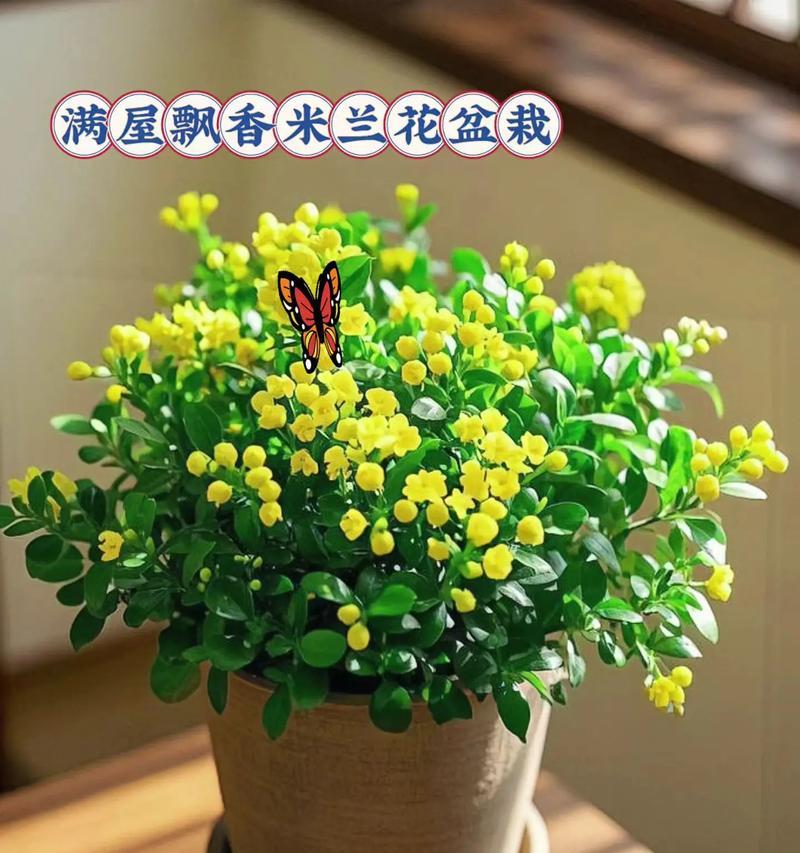 盆栽米兰的养殖技巧与养护要点（打造美丽家居的绿色植物——盆栽米兰）
