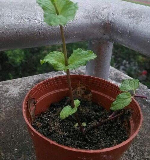 薄荷种植技巧（从扦插到变籽，轻松学习薄荷繁殖的方法！）