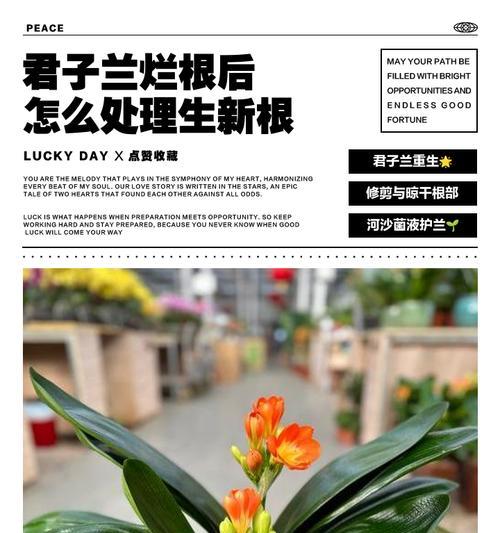 如何挽救烂根的大叶蕙兰（技巧和方法，让您的大叶蕙兰重新焕发生机）