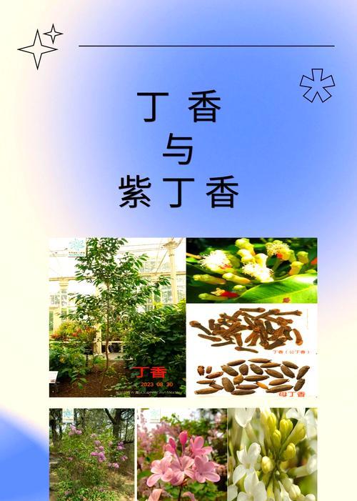 以紫丁香花怎么养（打造美丽花园的秘诀、让紫丁香花绽放芬芳）