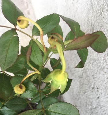 如何保存掉落的花苞（科学方法帮你延长花苞的生命）